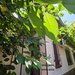 Iancului, Vatra Luminoasa Casa individuala
